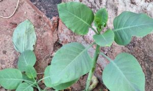 Câmara de Itabira aprova projeto que proíbe cultivo e venda da planta “falsa couve”- Foto: Divulgação/Corpo de Bombeiros