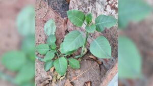 Quatro pessoas são internadas após comerem ‘falsa couve’ em Patrocínio - Foto: Divulgação/CBMMG