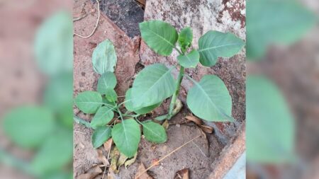 Quatro pessoas são internadas após comerem ‘falsa couve’ em Patrocínio - Foto: Divulgação/CBMMG