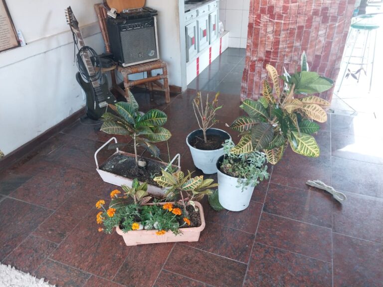 Suspeito de furtar plantas de escola em BH se apresenta à polícia, mas é solto após fiança Suspeito de furtar plantas de escola em BH se apresenta à polícia, mas é solto após fiança - Foto: Divulgação/PCMG