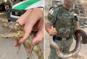 Homem é preso em BH com jacaré enviado pelos Correios - Foto: Divulgação/PMMG