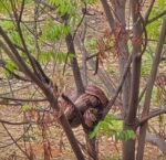 Jiboia é encontrada por moradores em lote vago na Pampulha, em BH - Foto: Reprodução/Redes Sociais