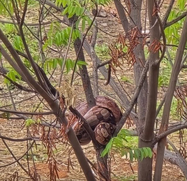 Jiboia é encontrada por moradores em lote vago na Pampulha, em BH Jiboia é encontrada por moradores em lote vago na Pampulha, em BH - Foto: Reprodução/Redes Sociais