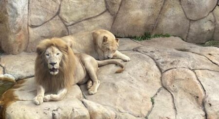 Zoológico de BH recebe casal de leões-brancos; veja como visitar Zoológico de BH recebe casal de leões-brancos; veja como visitar - Foto: Lilian Karnopp/Divulgação