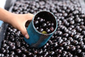 estival da Jabuticaba de Sabará termina neste domingo (23) - Foto: Divulgação/Prefeitura de Sabará