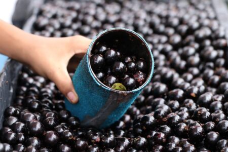 Festival da Jabuticaba de Sabará termina neste domingo (23) estival da Jabuticaba de Sabará termina neste domingo (23) - Foto: Divulgação/Prefeitura de Sabará