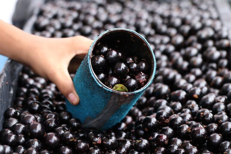 estival da Jabuticaba de Sabará termina neste domingo (23) - Foto: Divulgação/Prefeitura de Sabará