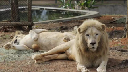 Leoa-branca Pretória morre durante anestesia no Zoológico de BH - Foto: Divulgação/PBH