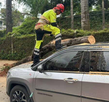 Árvore de grande porte cai sobre carro e deixa bairro sem energia em BH - Foto: Divulgação/CBMMG