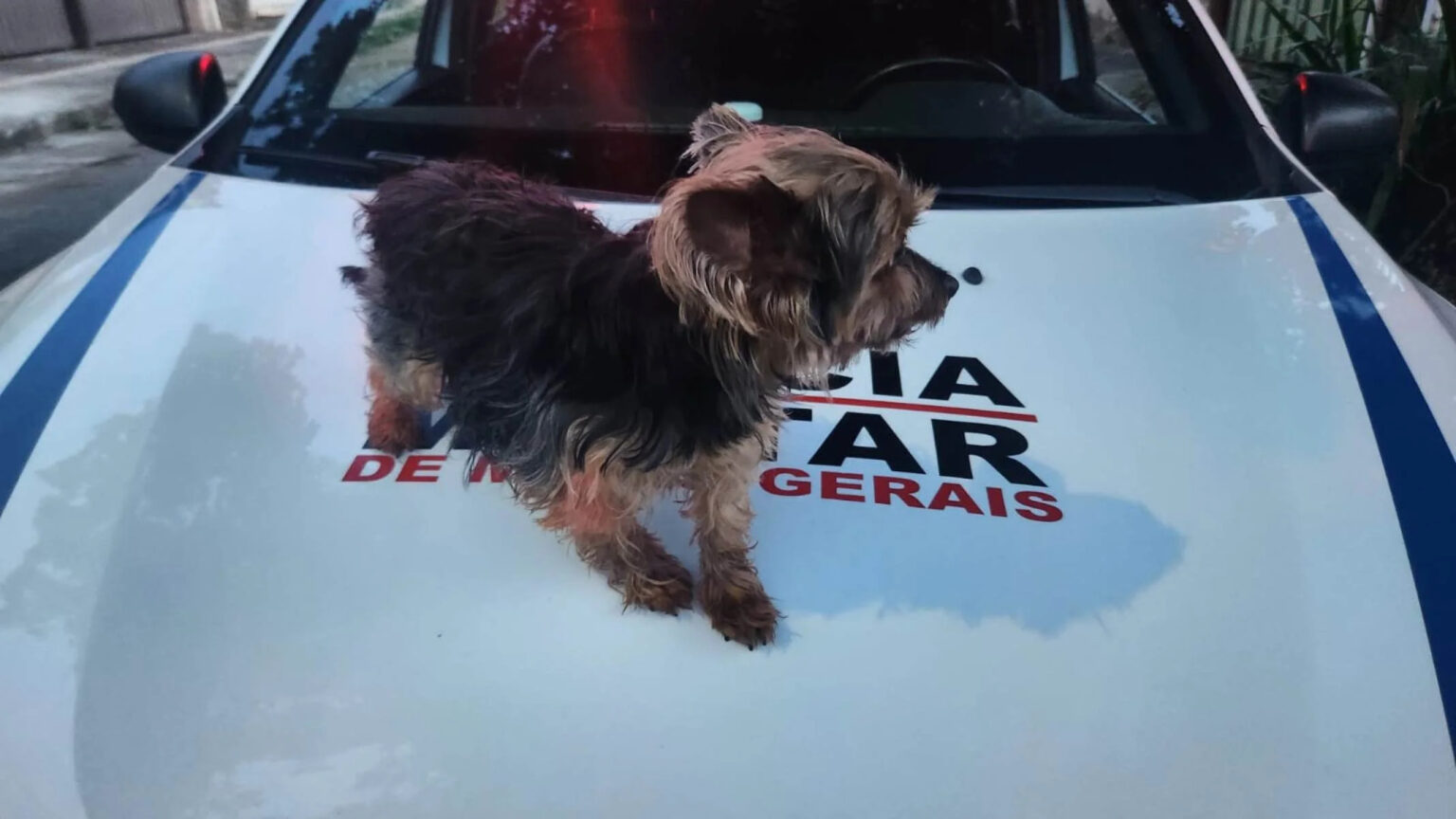 Mulher é presa em flagrante após furtar cachorro de criança em BH - Foto: Divulgação/PMMG