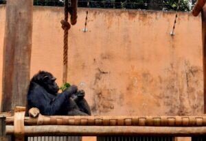 Morre chimpanzé Kelly no Zoológico de Belo Horizonte - Foto: Divulgação/Prefeitura de Sorocaba