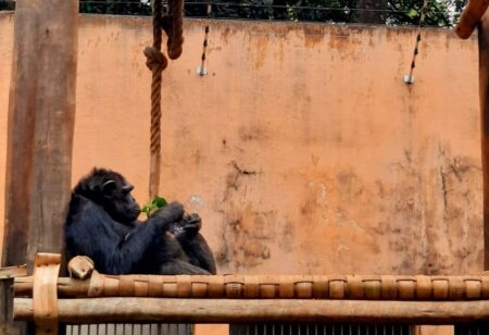 Morre chimpanzé Kelly no Zoológico de Belo Horizonte - Foto: Divulgação/Prefeitura de Sorocaba