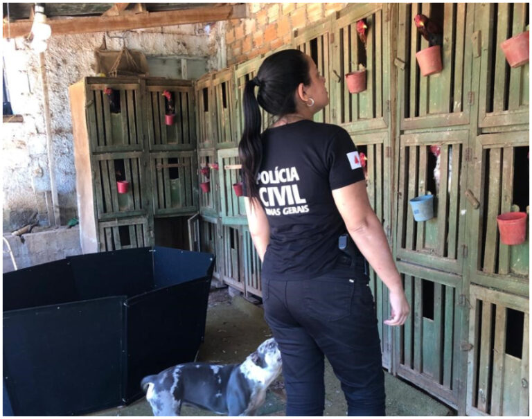 Galos utilizados em rinhas são apreendidos no Sul de Minas Galos utilizados em rinhas são apreendidos no Sul de Minas - Foto: Divulgação/PCMG