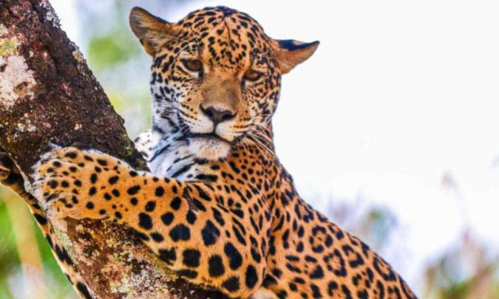 Onça-pintada Maya passa por cirurgia e se recupera de fratura no Zoológico de BH - Foto: Juan Espanha/FPMZB