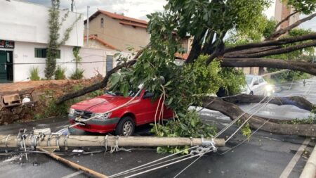Árvore cai em cima de veículos e deixam militar ferido na Pampulha, em BH Árvore cai em cima de veículos e deixam militar ferido na Pampulha, em BH - Foto: Divulgação/CBMMG