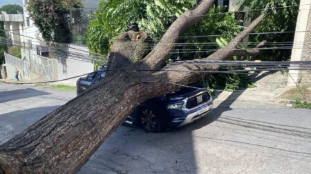 Árvore de grande porte cai sobre em rua do bairro Padre Eustáquio, em BH Árvore de grande porte cai sobre em rua do bairro Padre Eustáquio, em BH - Foto: Divulgação/CBMMG