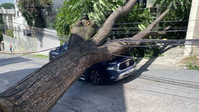 Árvore de grande porte cai sobre em rua do bairro Padre Eustáquio, em BH - Foto: Divulgação/CBMMG