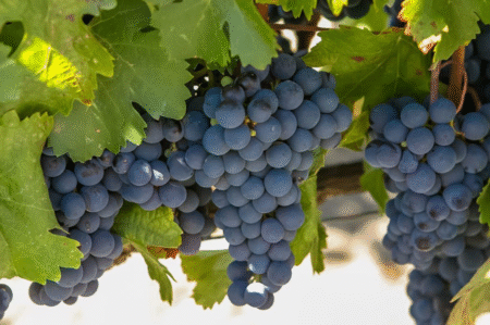 Malbec: A Uva que Cruzou o Oceano e se Tornou Lenda. unnamed 2025 11 25T134522.276