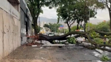 BH registra mais de 60 chamados por quedas de árvores após chuva - Foto: Reprodução