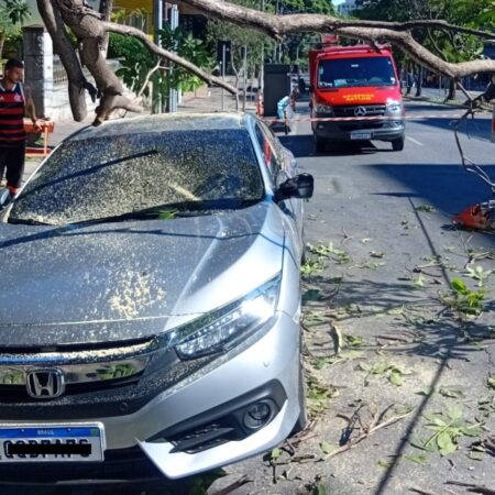 Árvore cai sobre carro e deixa motorista preso na Avenida João Pinheiro, em BH Árvore cai sobre carro e deixa motorista preso na Avenida João Pinheiro, em BH - Foto: Divulgação/CBMMG