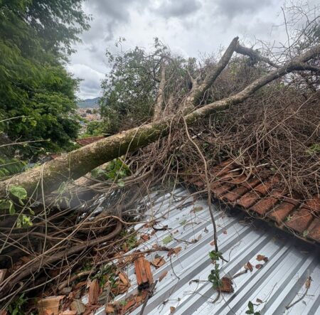 Árvore caiu em cima de casa no bairro São Geraldo - Foto: Divulgação/CBMMG