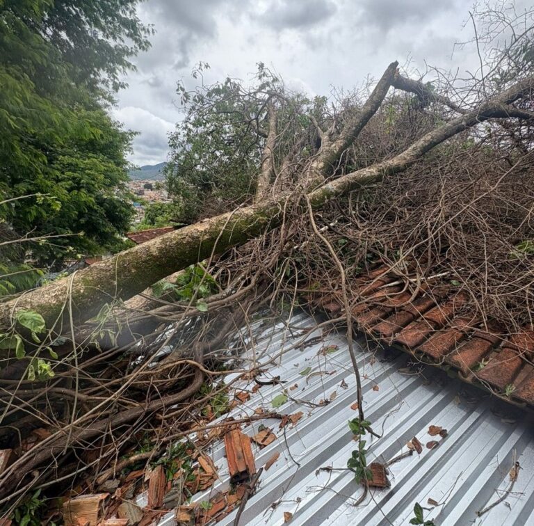 Árvore caiu em cima de casa no bairro São Geraldo - Foto: Divulgação/CBMMG