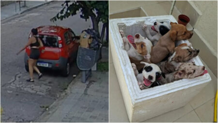 Câmeras flagram mulher abandonando sete filhotes de cachorro na Pampulha, em BH - Foto: Reprodução