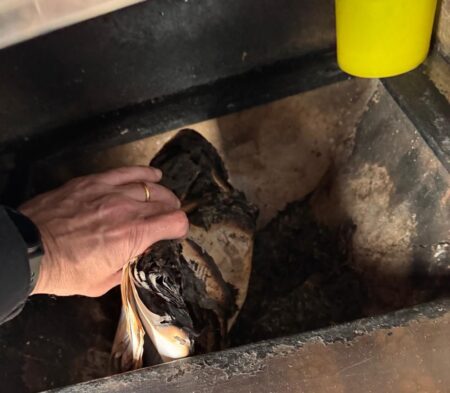 PF investiga fraude de R$ 1,2 milhões em caixa escolar em São Gonçalo do Rio Abaixo - Foto: Divulgação/PF