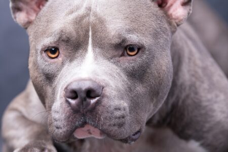 Criança de 5 anos tem couro cabeludo arrancado em ataque de pitbull na Grande BH - Foto: Divulgação/Depositphotos/Ilustrativa