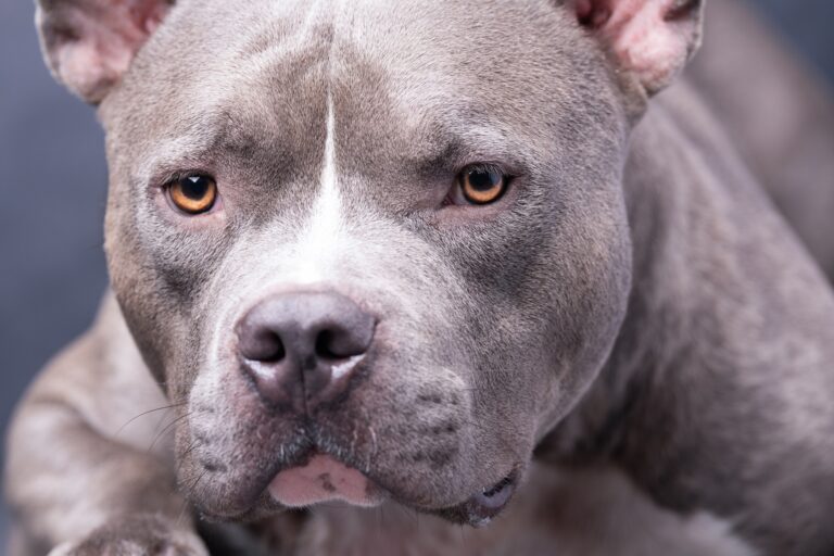 Criança de 5 anos tem couro cabeludo arrancado em ataque de pitbull na Grande BH - Foto: Divulgação/Depositphotos/Ilustrativa