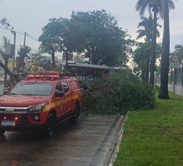 Árvore cai e interdita pista do MOVE na Avenida Antônio Carlos, em BH - Foto: Divulgação/CBMMG