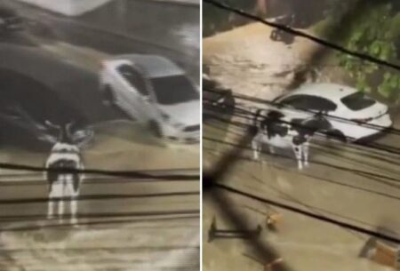 Vaca é arrastada por enxurrada após forte chuva na Rua Alberto Cintra, em BH Vaca é arrastada por enxurrada após forte chuva na Rua Alberto Cintra, em BH - Foto: Reprodução