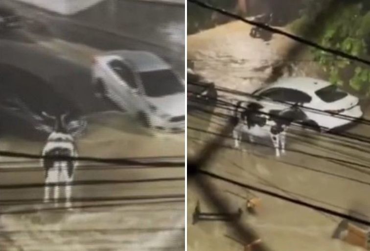 Vaca é arrastada por enxurrada após forte chuva na Rua Alberto Cintra, em BH Vaca é arrastada por enxurrada após forte chuva na Rua Alberto Cintra, em BH - Foto: Reprodução