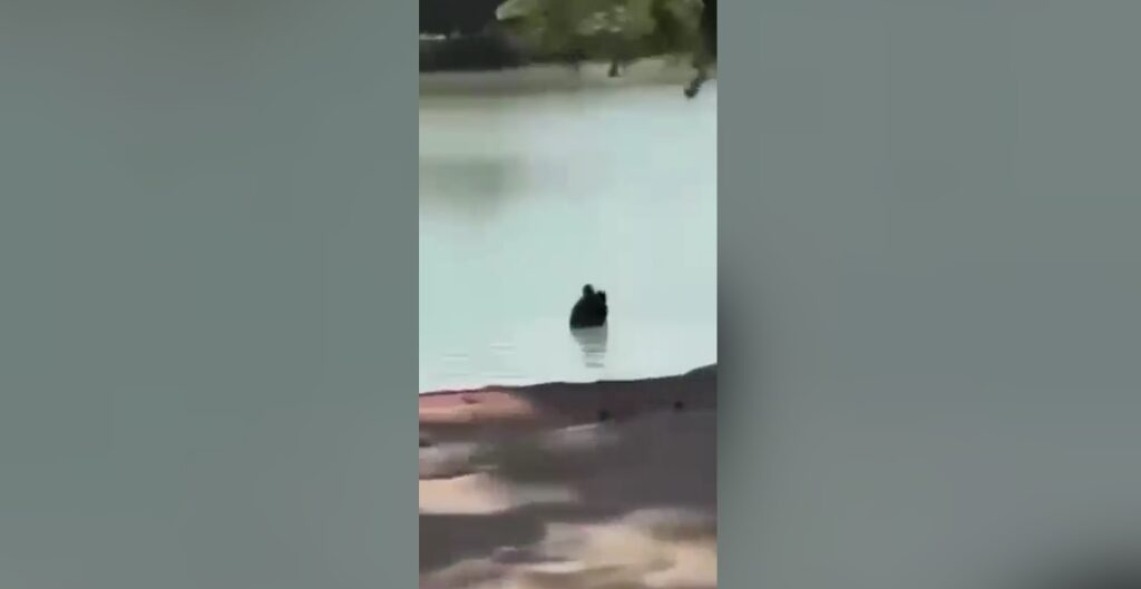 Casal é flagrado aos beijos dentro da Lagoa da Pampulha, em BH Casal é flagrado aos beijos dentro da Lagoa da Pampulha, em BH - Foto: Reprodução