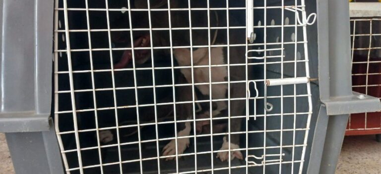 Criança de 3 anos fica ferida após ataque de pitbull em Manhuaçu - Foto: Divulgação/Corpo de Bombeiros