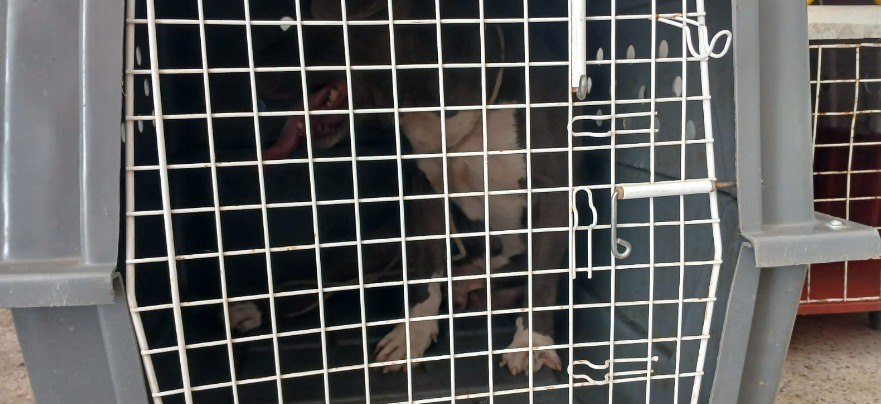 Criança de 3 anos fica ferida após ataque de pitbull em Manhuaçu - Foto: Divulgação/Corpo de Bombeiros