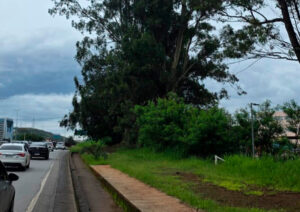 Retirada de eucaliptos causa interdições na MGC-356, em BH; veja data e horário - Foto: Divulgação/DER-MG