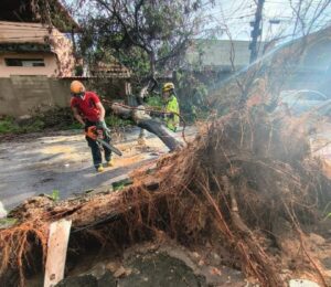 Carro com idosa é atingido por árvore no bairro Maria Goretti, em BH Carro com idosa é atingido por árvore no bairro Maria Goretti, em BH - Foto: Divulgação/CBMMG