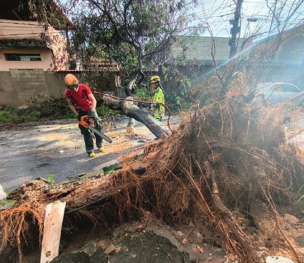 Carro com idosa é atingido por árvore no bairro Maria Goretti, em BH Carro com idosa é atingido por árvore no bairro Maria Goretti, em BH - Foto: Divulgação/CBMMG