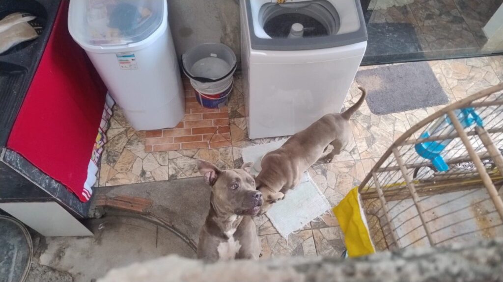Homem tem parte da orelha arrancada em ataque de pit bull em Betim - Foto: Divulgação/CBMMG
