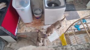 Homem tem parte da orelha arrancada em ataque de pit bull em Betim - Foto: Divulgação/CBMMG