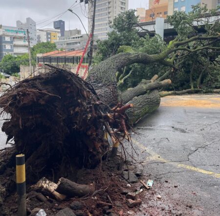 Árvore de grande porte cai e interdita rua no bairro Lourdes, em BH, deixando imóveis sem energia - Foto: Divulgação/Corpo de Bombeiros