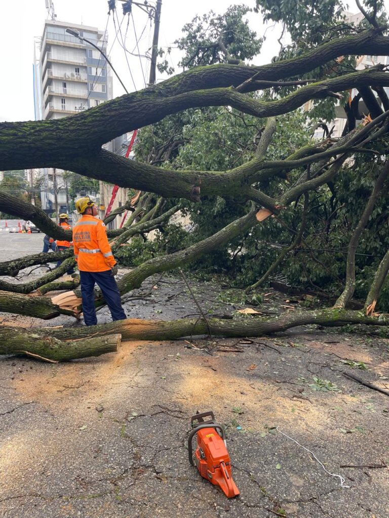 Árvore de grande porte cai e interdita rua no bairro Lourdes, em BH, deixando imóveis sem energia - Foto: Divulgação/CBMMG