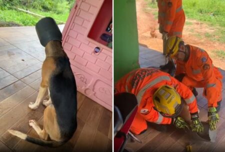 VÍDEO: Cachorro fica com a cabeça presa em leiteira em Turmalina (MG) VÍDEO: Cadela fica com a cabeça presa em leiteira em Turmalina (MG) - Foto: Divulgação/CBMMG