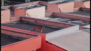 Onça é vista andando sobre telhados de casas em Esmeraldas - Foto: Reprodução