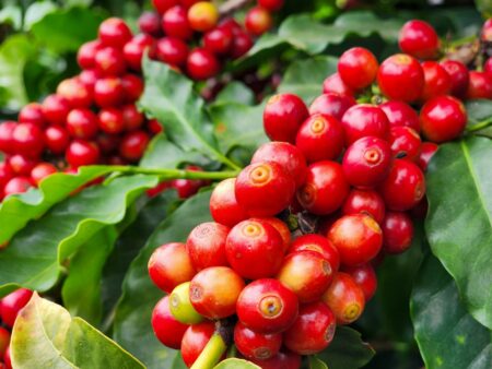 Agronegócio de MG exporta US$ 3,93 bilhões no primeiro trimestre - Foto: Diego Vargas / Seapa-MG