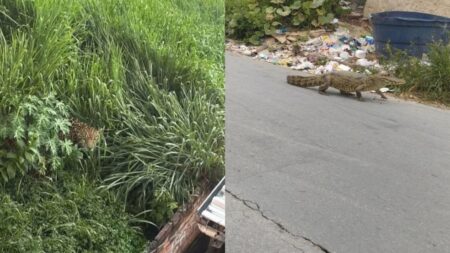 Imagens geradas por IA de jacaré e onça mobilizam Bombeiros na Grande BH - Foto: Divulgação/Corpo de Bombeiros