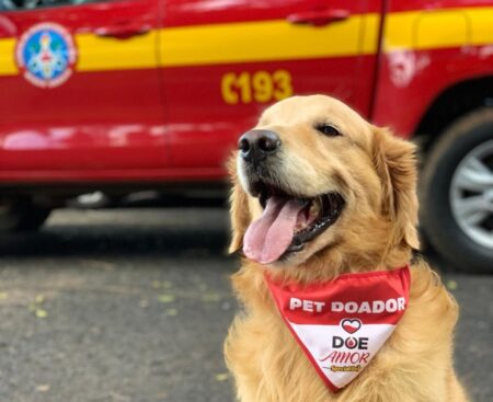 Thor, cão dos Bombeiros que visitava escolas e doava sangue, morre aos 11 anos - Foto: Divulgação/CBMMG