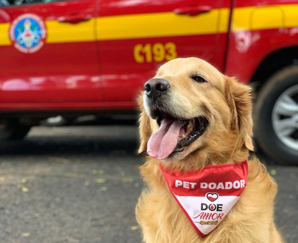 Thor, cão dos Bombeiros que visitava escolas e doava sangue, morre aos 11 anos - Foto: Divulgação/CBMMG