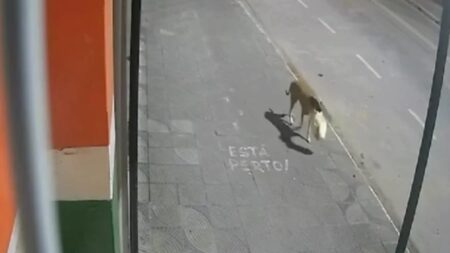 Cachorro “furta” sacola e atrapalha ladrões durante crime em MG - Foto: Reprodução